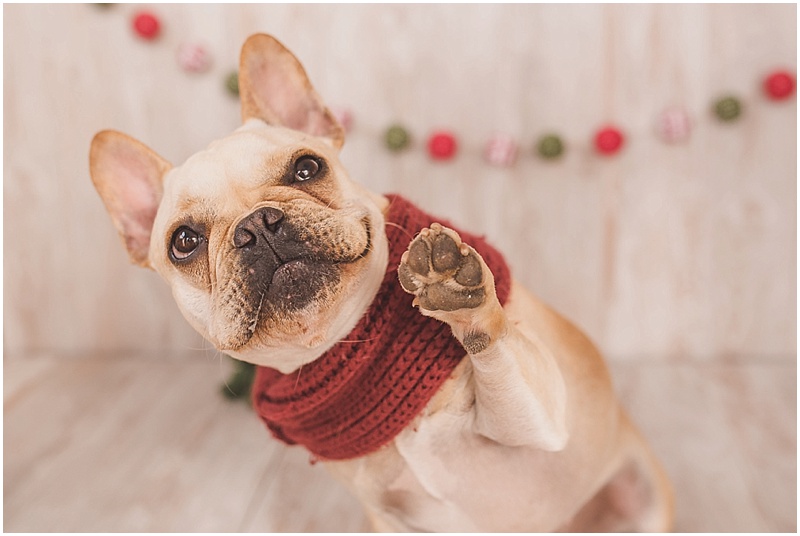 french bulldog, pet photography, holiday, christmas